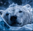 Eisbär-Radio